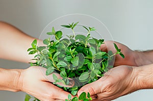 Woman and man hands hold together a small green plant. Earth day eco concept. Future of the planet