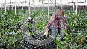 woman and man harvesting crops in greenhouse,positive adult people collecting marrows in their plantation,adult farmers