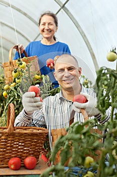 Woman and man picking tomato