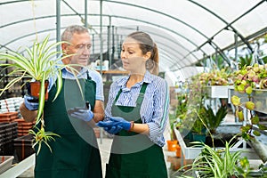 Woman and man are standing with blooming flower Chlorophytum on their work place in hothouse