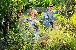 Woman and man winemakers picking harvest of grape