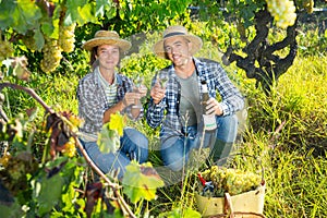 Woman and man winemakers trying white wine during harvesting