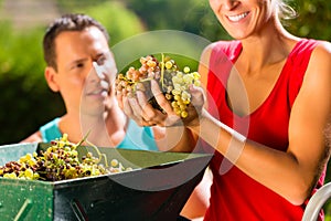 Woman and man working with grape harvesting machine