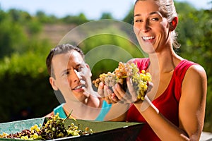 Woman and man working with grape harvesting machine