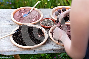 Woman is manufacturing seed balls or seed bombs on a wooden table
