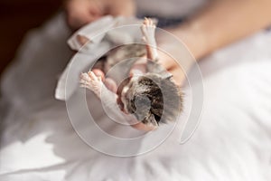 Woman massaging kittens belly