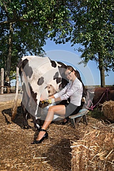 Woman milking cow photo