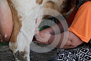 A woman milks a cow with her hands. Agriculture