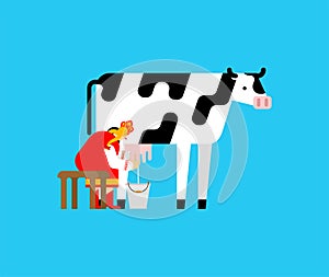 Woman milks cow. Russian female milks cow