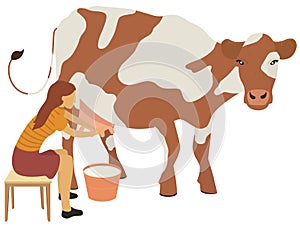 Woman milks a cow vector