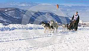 Woman musher hiding behind sleigh at sled dog race on snow in wi