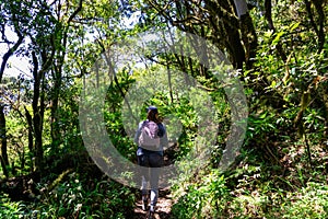 Woman on mystical hiking trail through the laurel forest in Garajonay National Park, La Gomera, Canary Islands, Spain photo