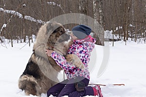 A woman in nature in winter with a big beautiful Caucasian Shepherd dog