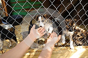 Woman near cage with homeless dogs in animal shelter