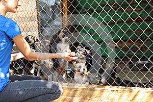 Woman near cage with homeless dogs in animal shelter, space for text