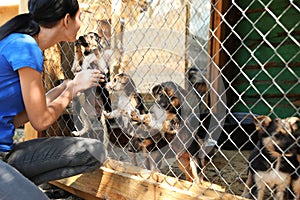 Woman near cage with homeless dogs in shelter. Concept of volunteering