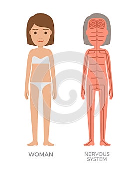 Woman Nervous System Colorful Biological Poster