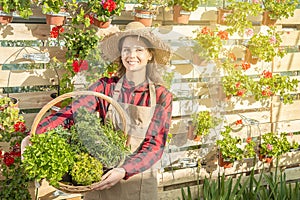 Woman nurseryman in a greenhouse smiles with a wicker basket and aromatic plants