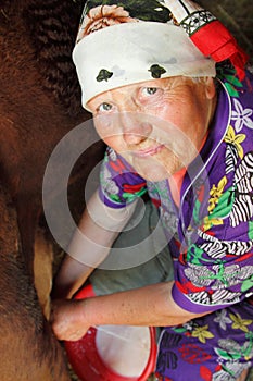 Woman old poor farmer milking cow