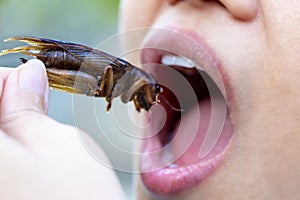 The woman opening her mouth to eat insects. The concept of protein food sources from insects. Brachytrupes portentosus crickets is