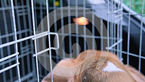 A woman opens a cage and a beagle dog jumps into the animal transport box in the car