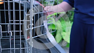 A woman opens a cage and a beagle dog jumps into the animal transport box in the car