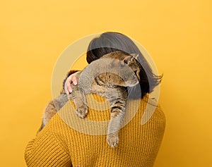 A woman in an orange sweater holds an adult Scottish Straight cat on a yellow background. Love to the animals