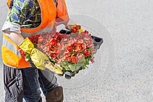 a woman in an orange vest carries a box of flower seedlings