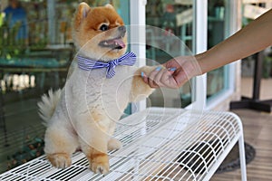 Woman owner give shake hand with small pomeranian dog cute pets