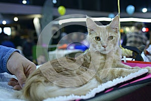 Woman owner holding pedigreed cat of Maine Coon breed standing on a table, cat show. Kyiv, Ukraine