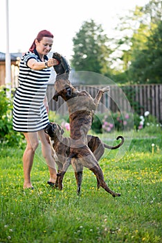 Woman owner playing with her two Boxer breed dogs in the yard, vertical