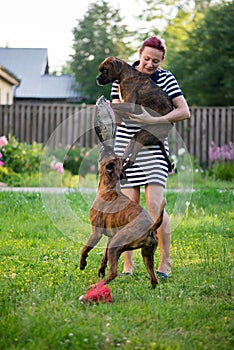 Woman owner playing with her two Boxer breed dogs in the yard, vertical