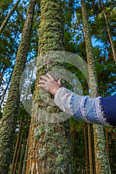 Woman palming mossy tree trunk Close up with white silk shirt. Pure nature scene.