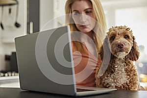 Woman With Pet Cockapoo Dog Researching Insurance On Laptop At Home