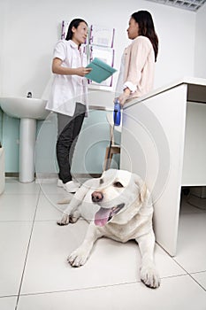 Woman with pet dog in veterinarian's office, discussing