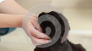 Woman petting cat in living room. Female owner stroking black kitten close-up. Furry pet relaxing and purring. best