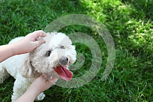 Woman petting cute fluffy Bichon Frise dog on green grass in park, closeup