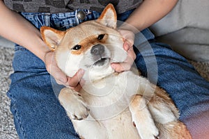 A woman petting a cute red dog Shiba inu, sleeping on her feet. Close-up. Trust, calm, care, friendship, love concept