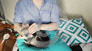 Woman petting a dog on her lap, pet love