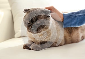 Woman petting her cute cat at home, closeup. Fluffy pet