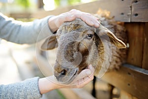 Woman petting sheep. People in petting zoo. Person having fun in farm with animals