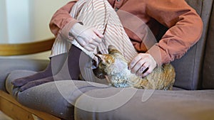 Woman petting stroking Devon Rex cat sitting on couch at home. Cat lovers, pet owner.