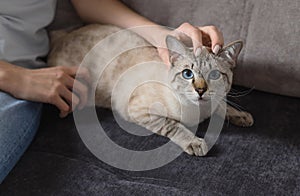 woman petting a tabby cat sitting on the couch at home.