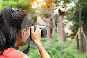 Woman photographer taking photo of panda