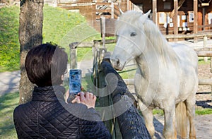 Woman Photographing a White Horse Behind a Wooden Fence