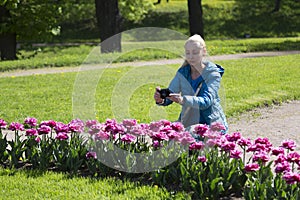 Woman photographs a flower bed with spring blooming tulips