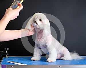 A woman photographs a Maltese lapdog after grooming