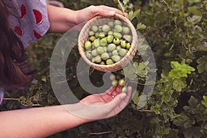 Woman pick gooseberry from a bush. Girl hands holding berries.