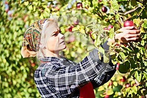 Woman picker portrait in apples orchard