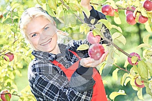 Woman picker portrait in apples orchard